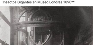 Maya, el escarabajo gigante
