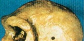 “Cráneos Prehistóricos con Agujeros de Bala: Un Enigma en la Evolución Humana”