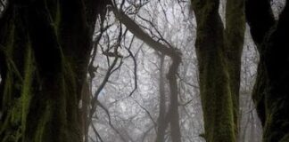 EL YO SOY: EL LÍO Y LA LUZ.
