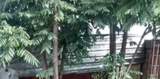 Cuando el amigo perro se va.