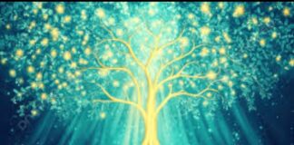 El árbol, la tortuga y la estrella en la grieta”